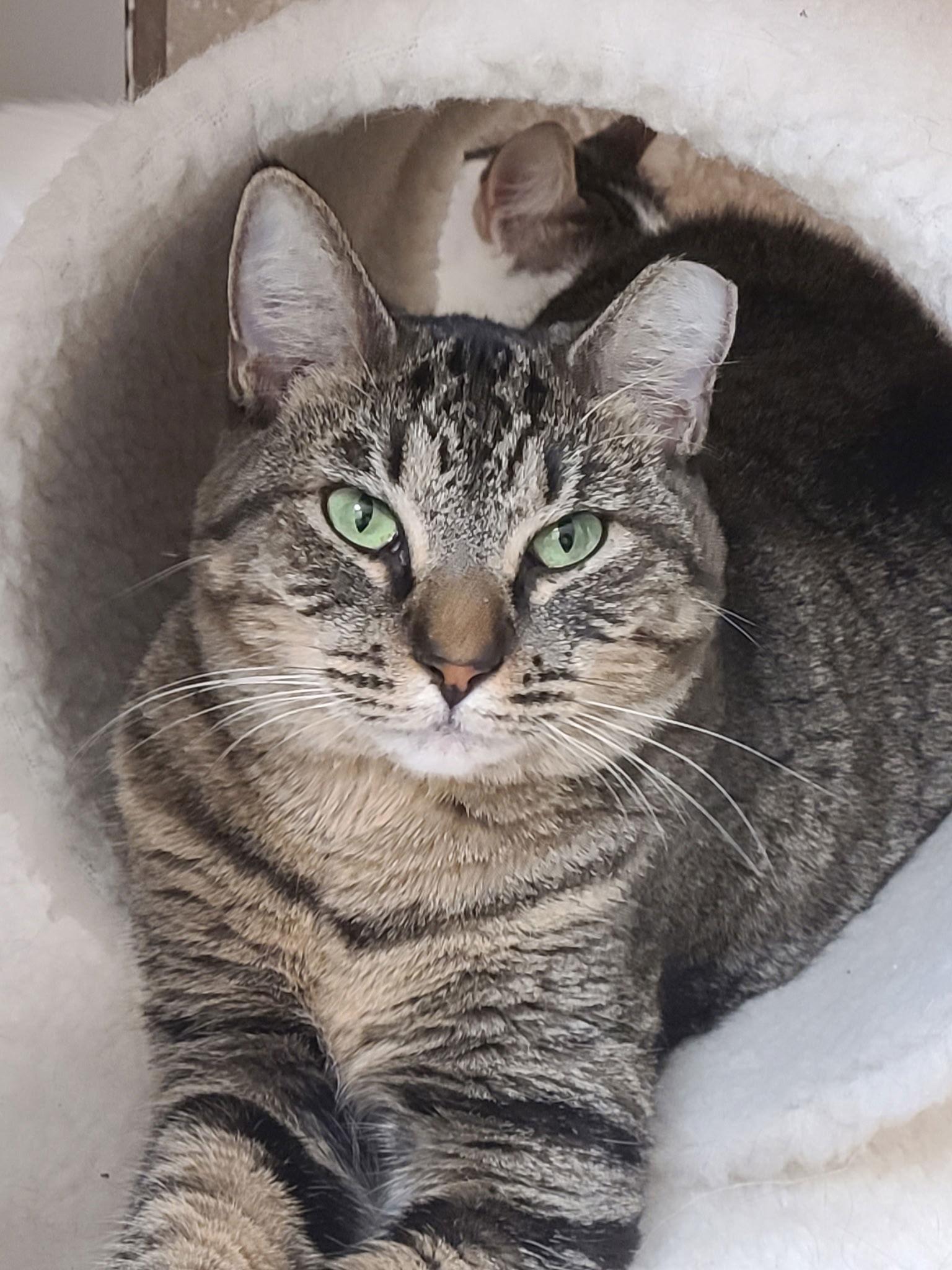 Enlarge Karaoke, a Adoptable Domestic Short Hair in Satellite Beach, FL image 2/3