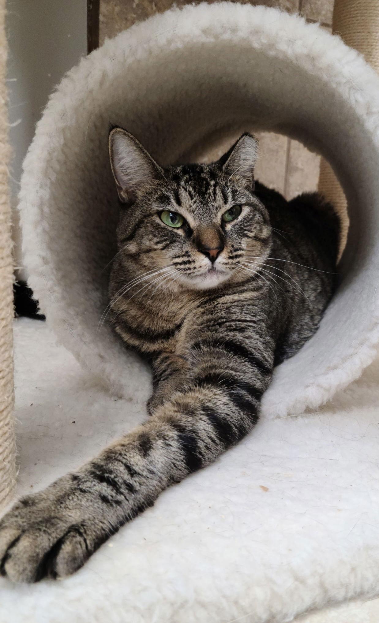 Enlarge Karaoke, a Adoptable Domestic Short Hair in Satellite Beach, FL image 3/3