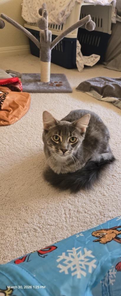 Rony, Adoptable, Young Male Domestic Long Hair & American Shorthair.