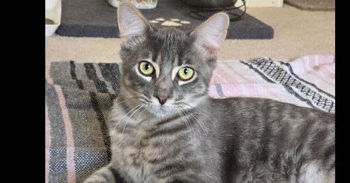 Enlarge Rony, a Adoptable mixed breed in Austin, TX image 2/4