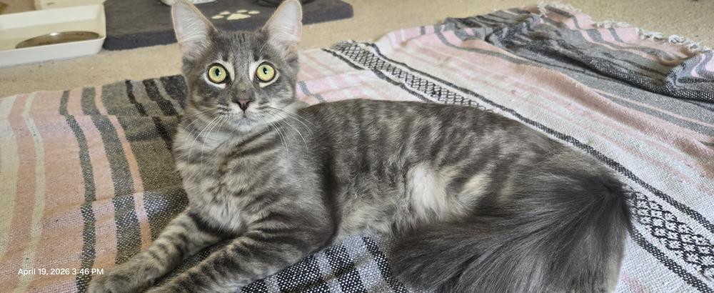 Enlarge Rony, a Adoptable mixed breed in Austin, TX image 4/4