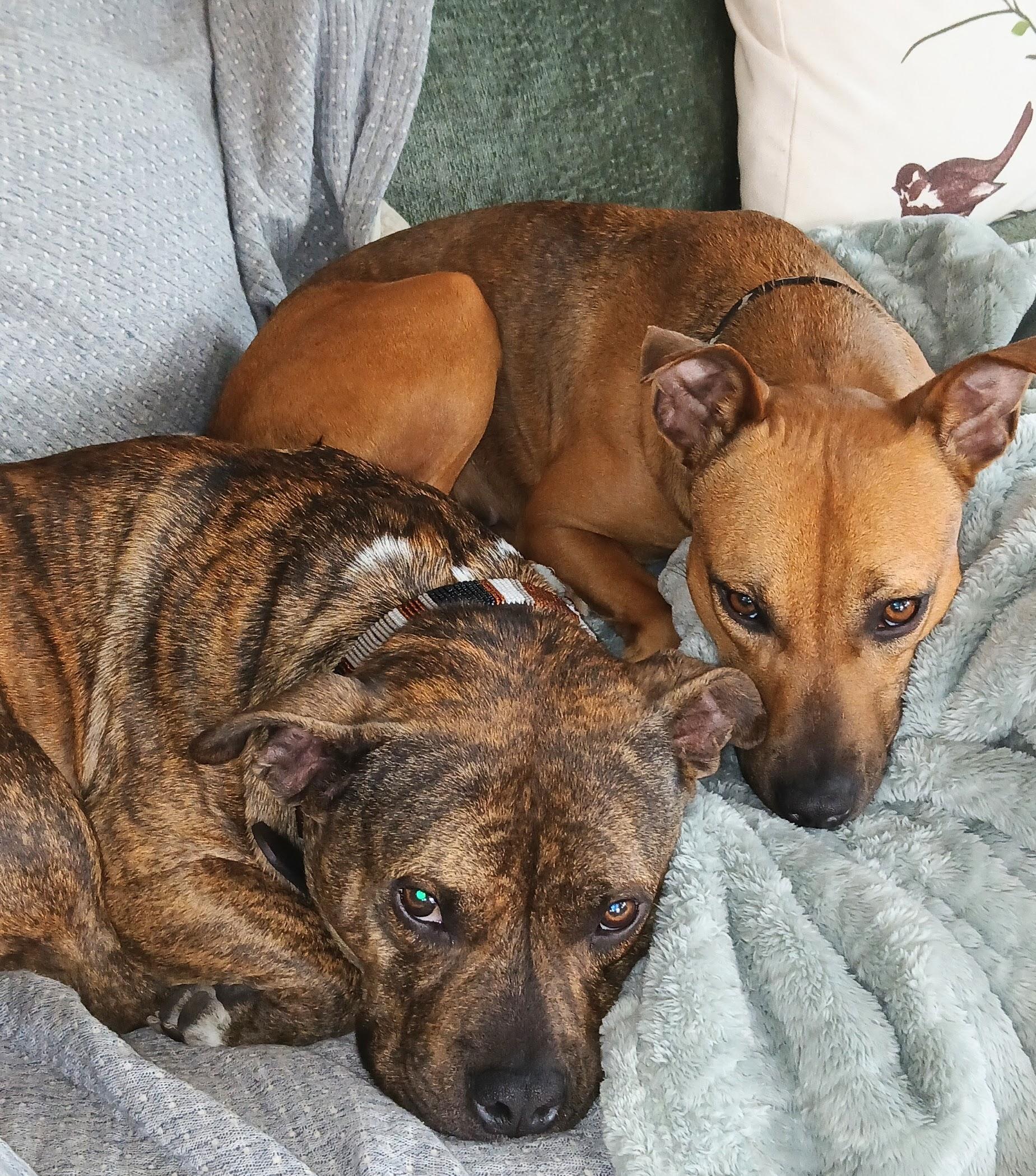 Addison "Addie", a Adoptable mixed breed in Charlotte, NC image 2/6