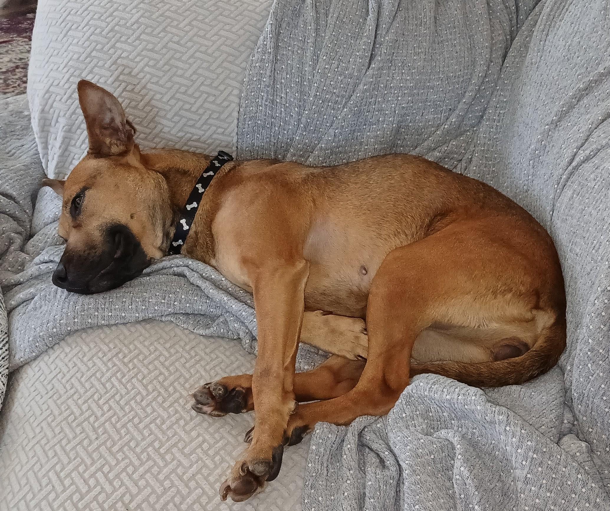 Addison "Addie", a Adoptable mixed breed in Charlotte, NC image 3/6