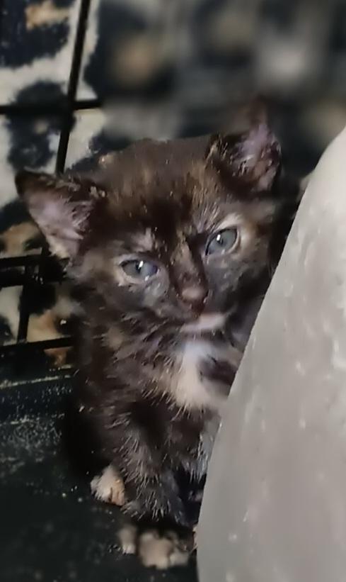 Enlarge Poppy, a Adoptable Tortoiseshell in Bethpage, NY image 2/2