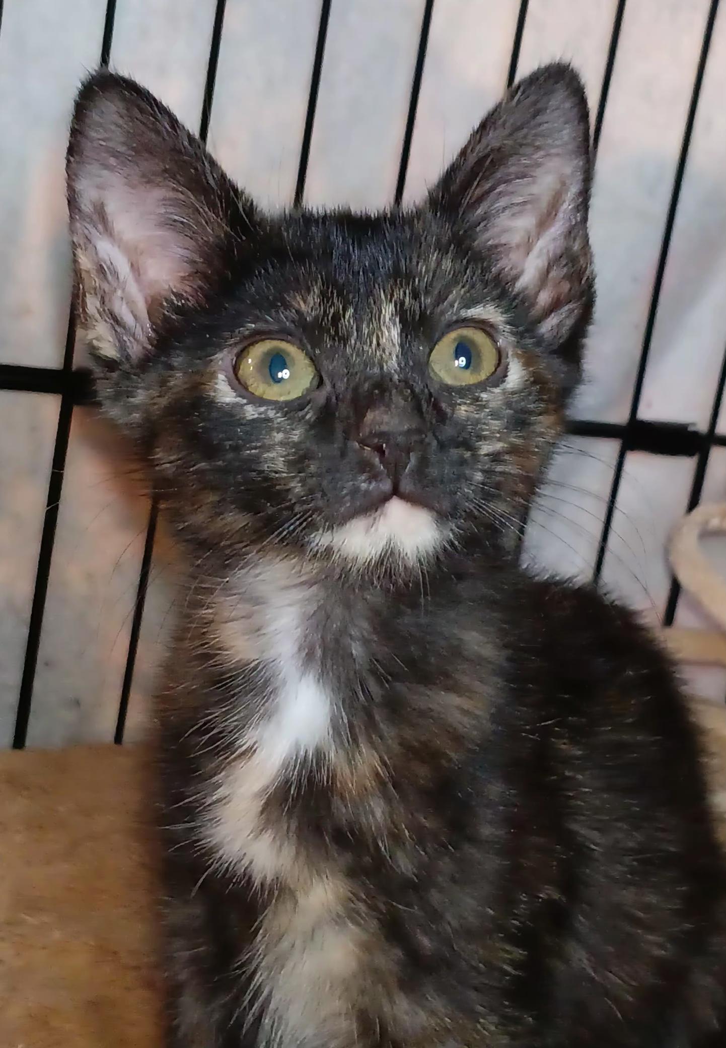 Poppy, Adoptable, Kitten Female Tortoiseshell.