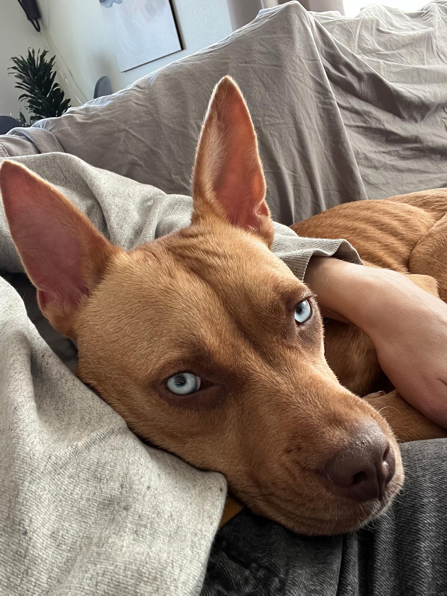 Enlarge Dora, a Adoptable mixed breed in Commerce City, CO image 3/6