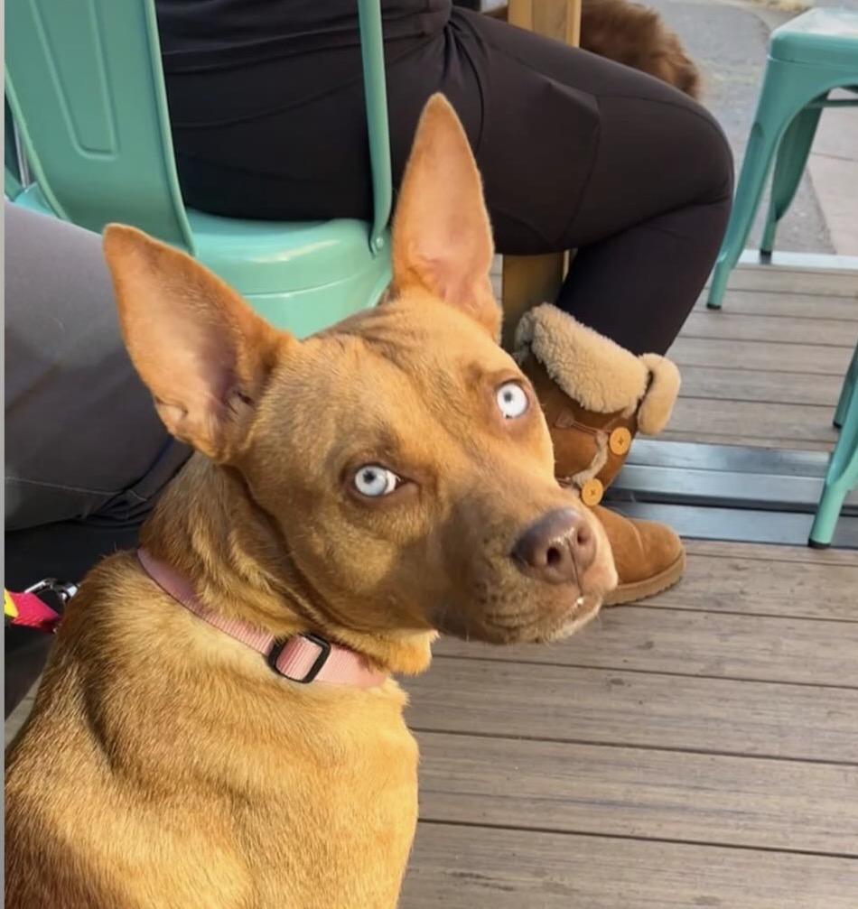 Dora, Adoptable, Young Female Labrador Retriever.