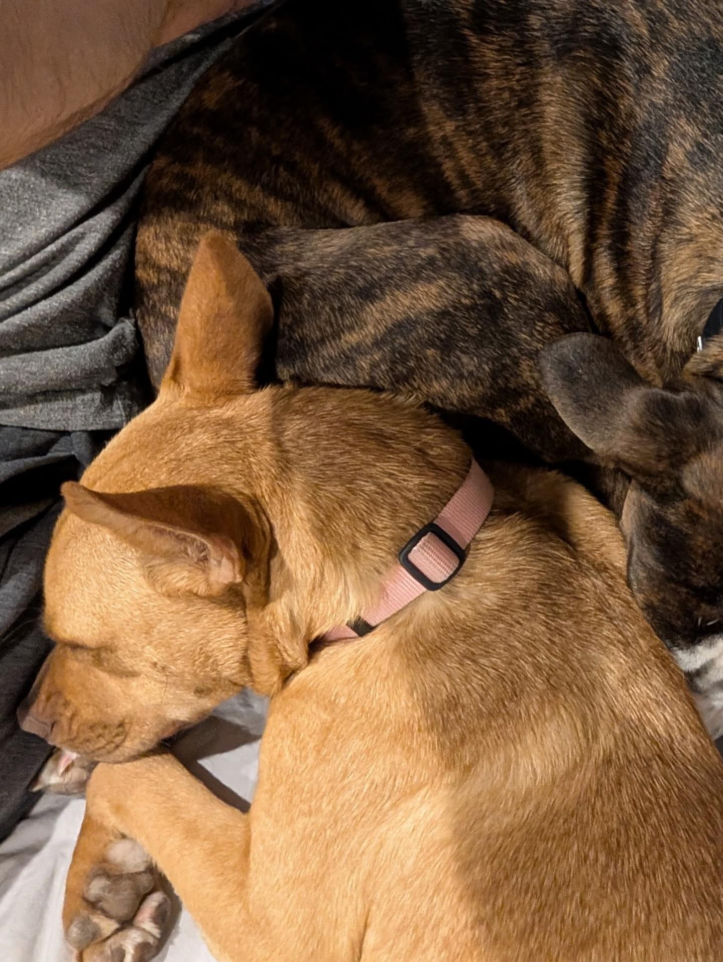 Enlarge Dora, a Adoptable mixed breed in Commerce City, CO image 6/6