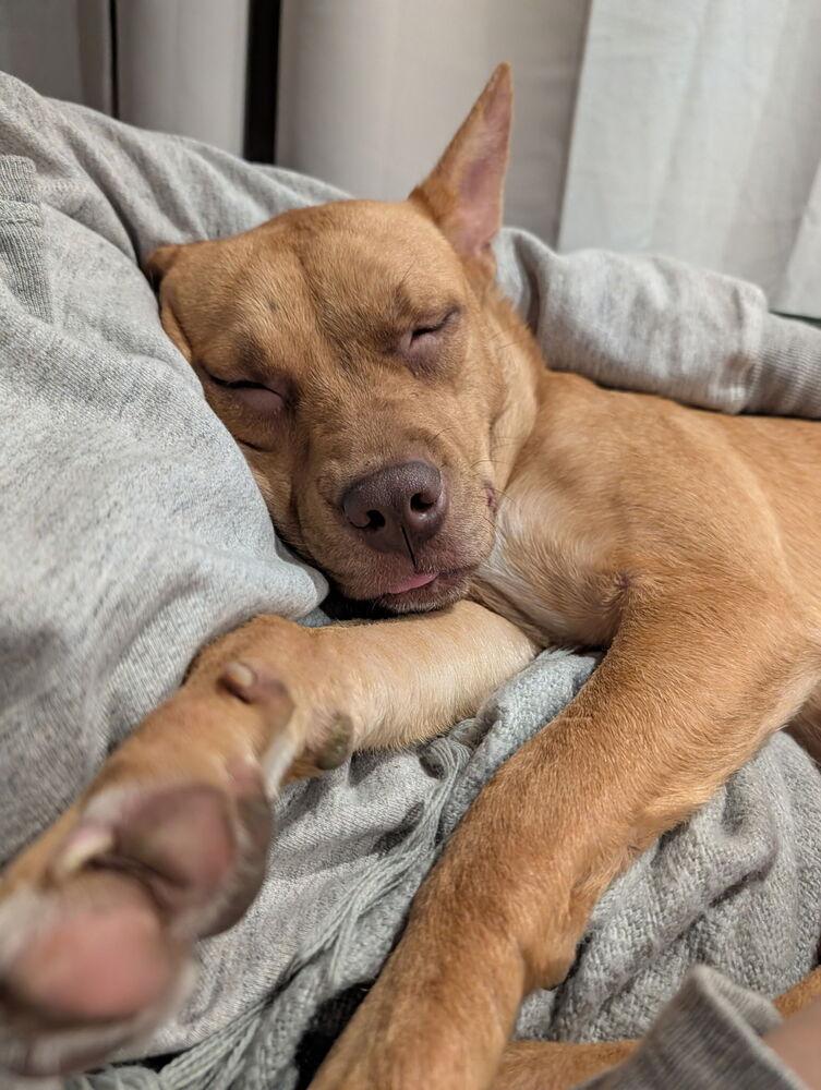 Enlarge Dora, a Adoptable mixed breed in Commerce City, CO image 5/6