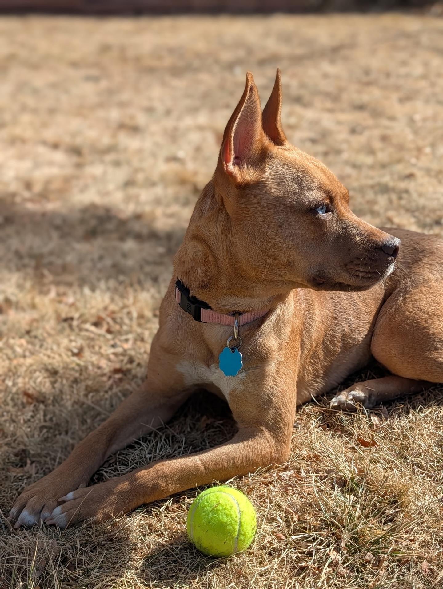 Enlarge Dora, a Adoptable mixed breed in Commerce City, CO image 4/6