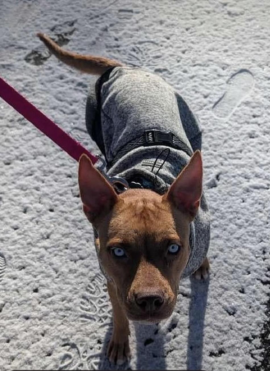 Enlarge Dora, a Adoptable mixed breed in Commerce City, CO image 2/6