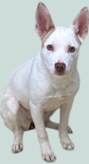 Beretta, ADOPTABLE, Young Female Australian Shepherd.