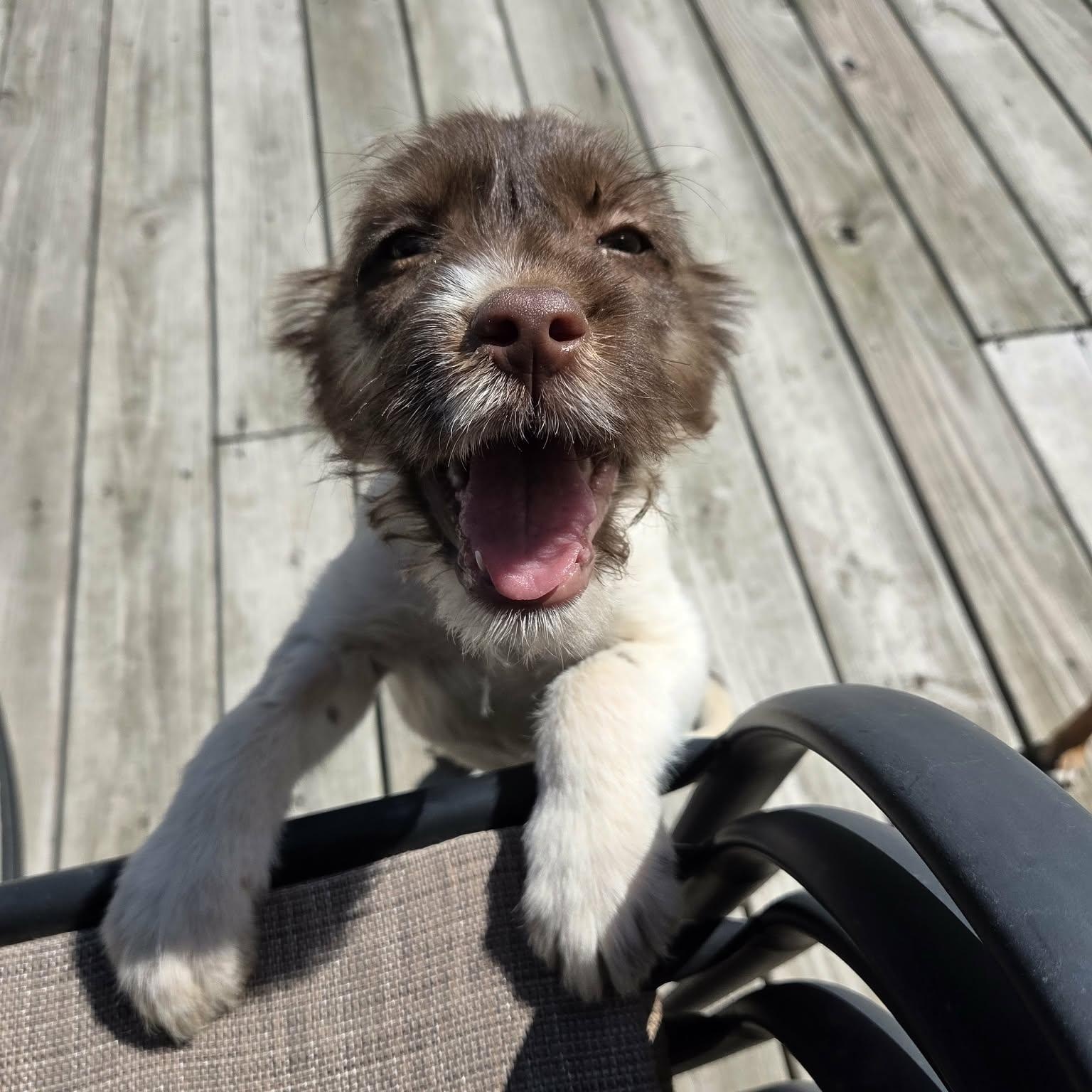 Enlarge Tom, a Adoptable Aussiedoodle in Lancaster, KY image 2/6