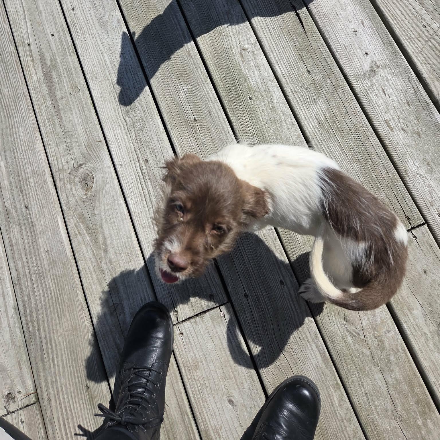 Enlarge Tom, a Adoptable Aussiedoodle in Lancaster, KY image 4/6