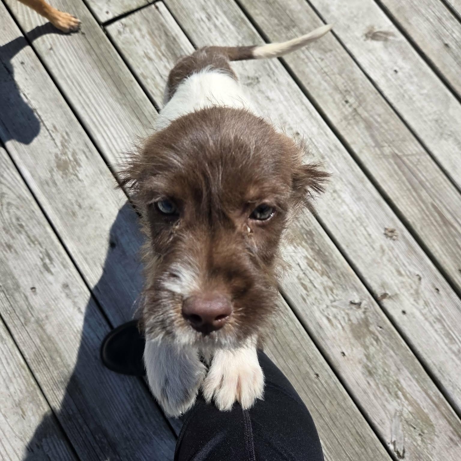 Enlarge Tom, a Adoptable Aussiedoodle in Lancaster, KY image 3/6
