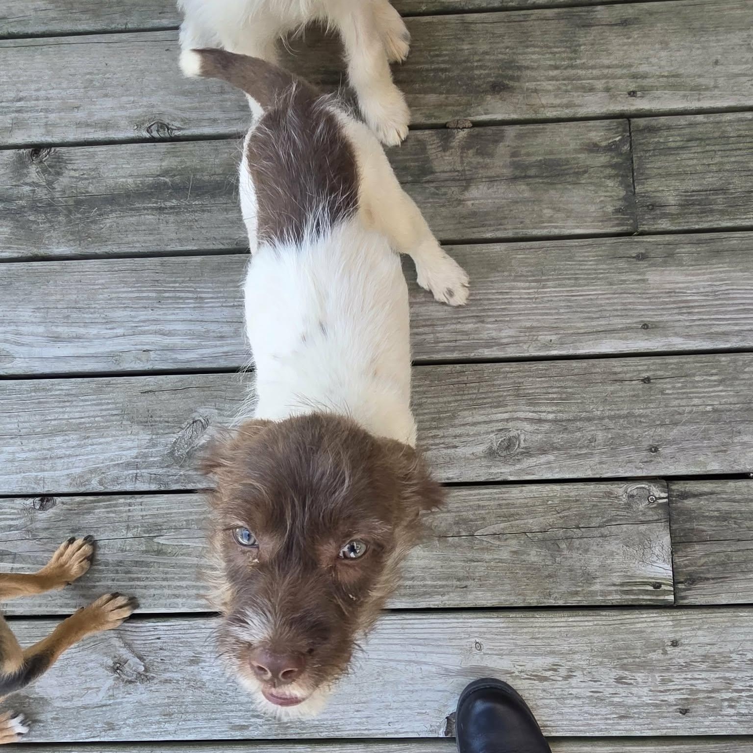 Tom, Adoptable, Young Male Aussiedoodle.