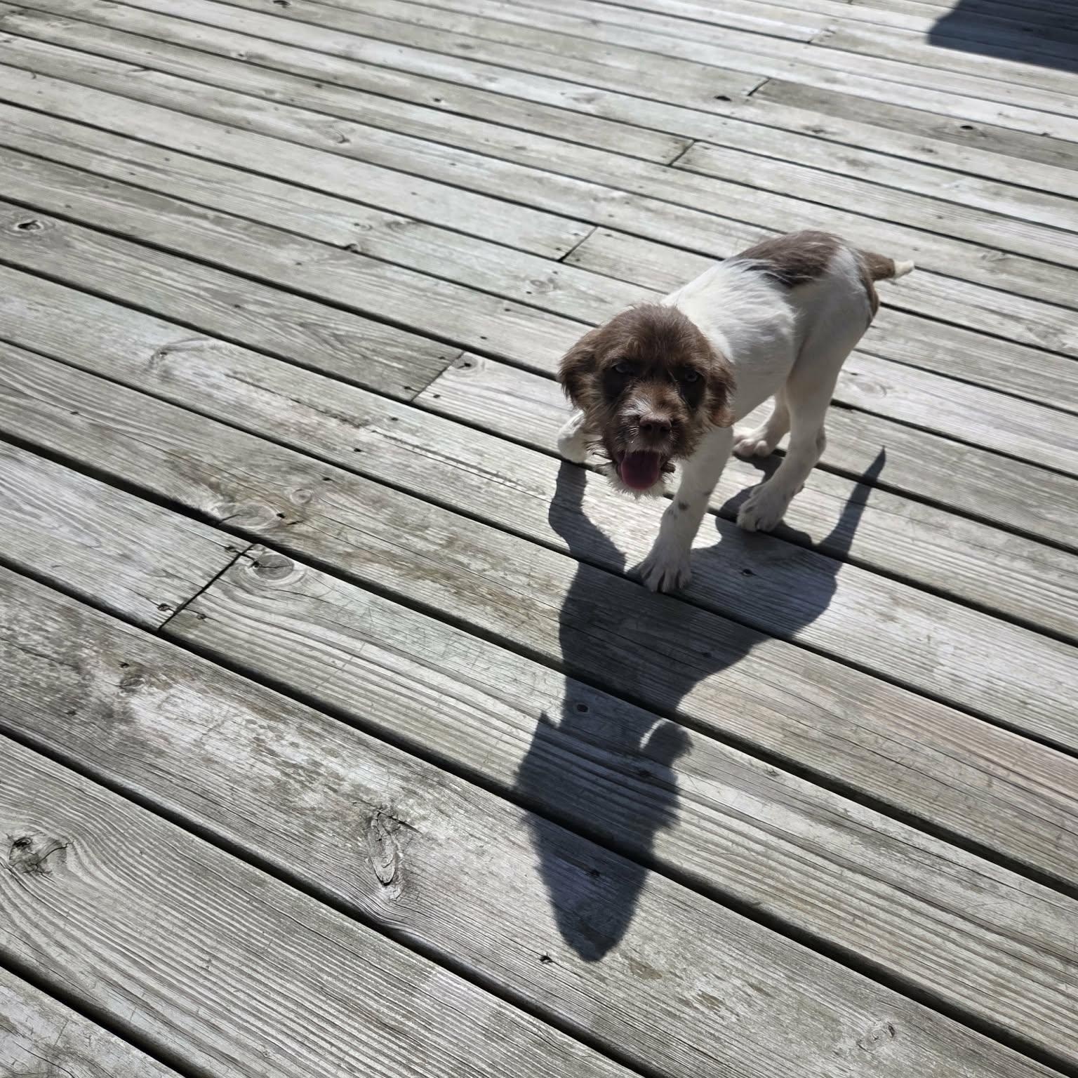 Enlarge Tom, a Adoptable Aussiedoodle in Lancaster, KY image 6/6