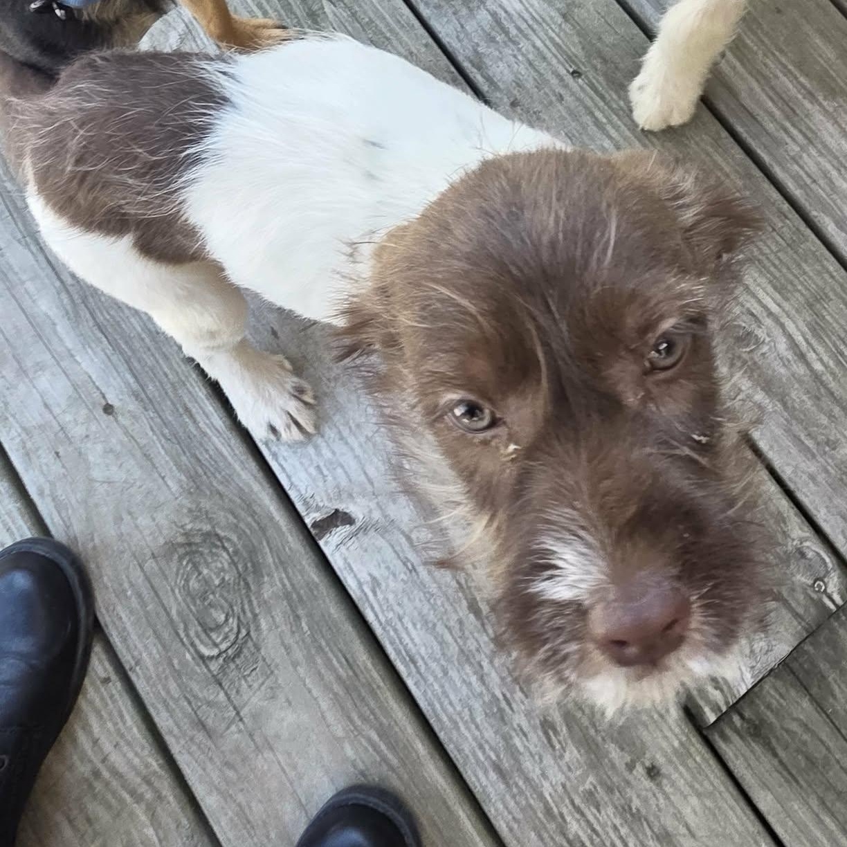 Enlarge Tom, a Adoptable Aussiedoodle in Lancaster, KY image 5/6