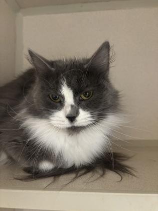 Kottir, Adoptable, Adult Female Domestic Long Hair & Domestic Short Hair.