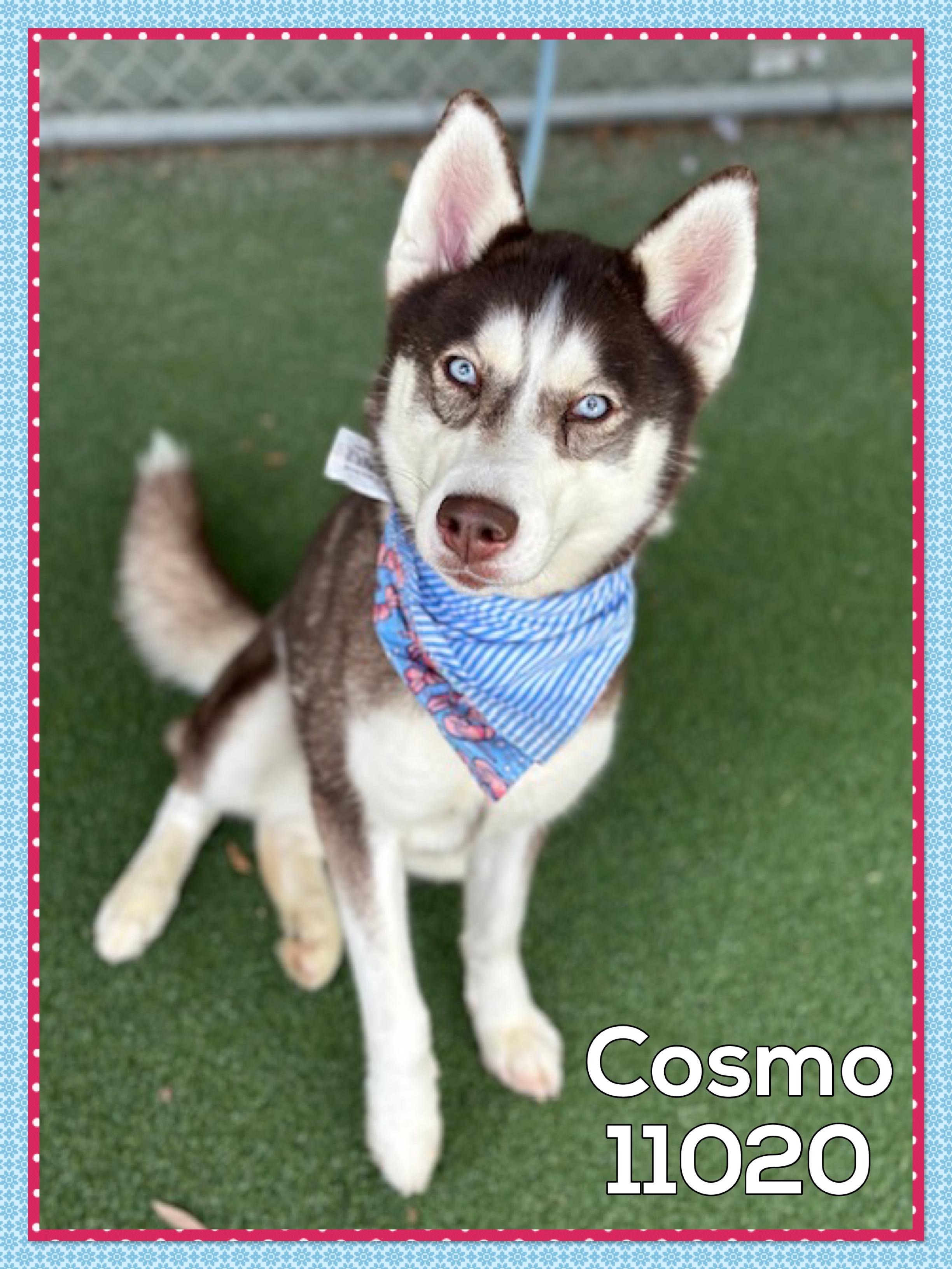 COSMO