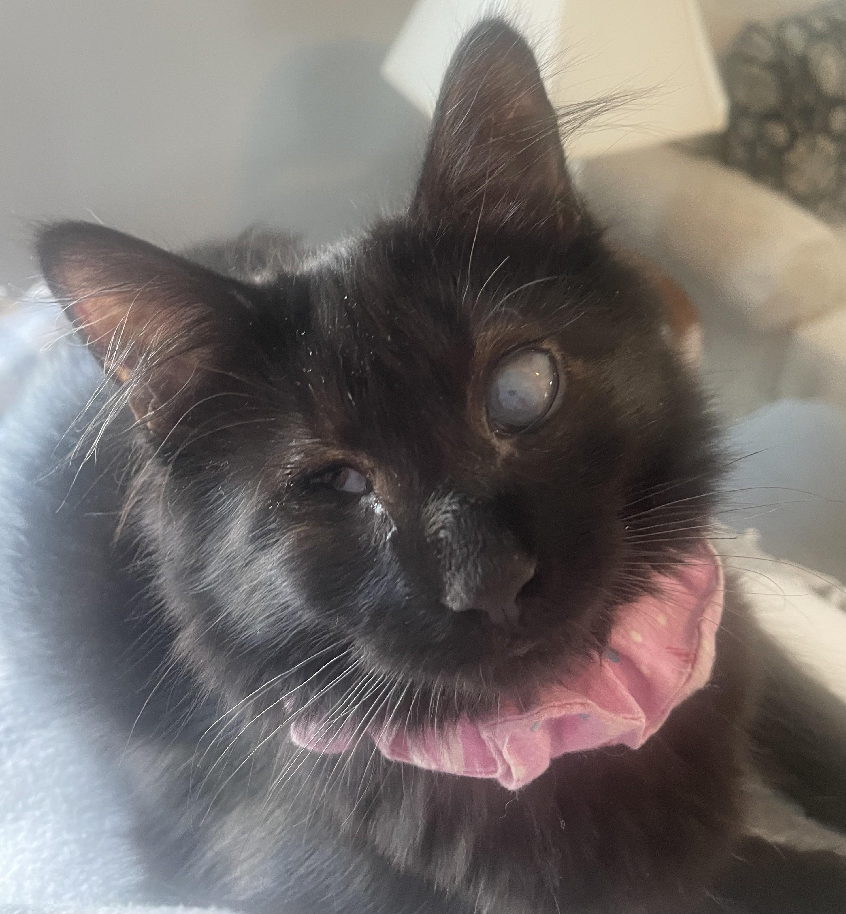 Zuzu, a ADOPTABLE Domestic Long Hair in Dover, DE image 3/6