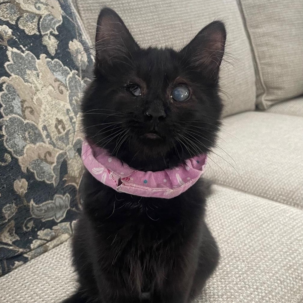 Zuzu, ADOPTABLE, Kitten Female Domestic Long Hair.