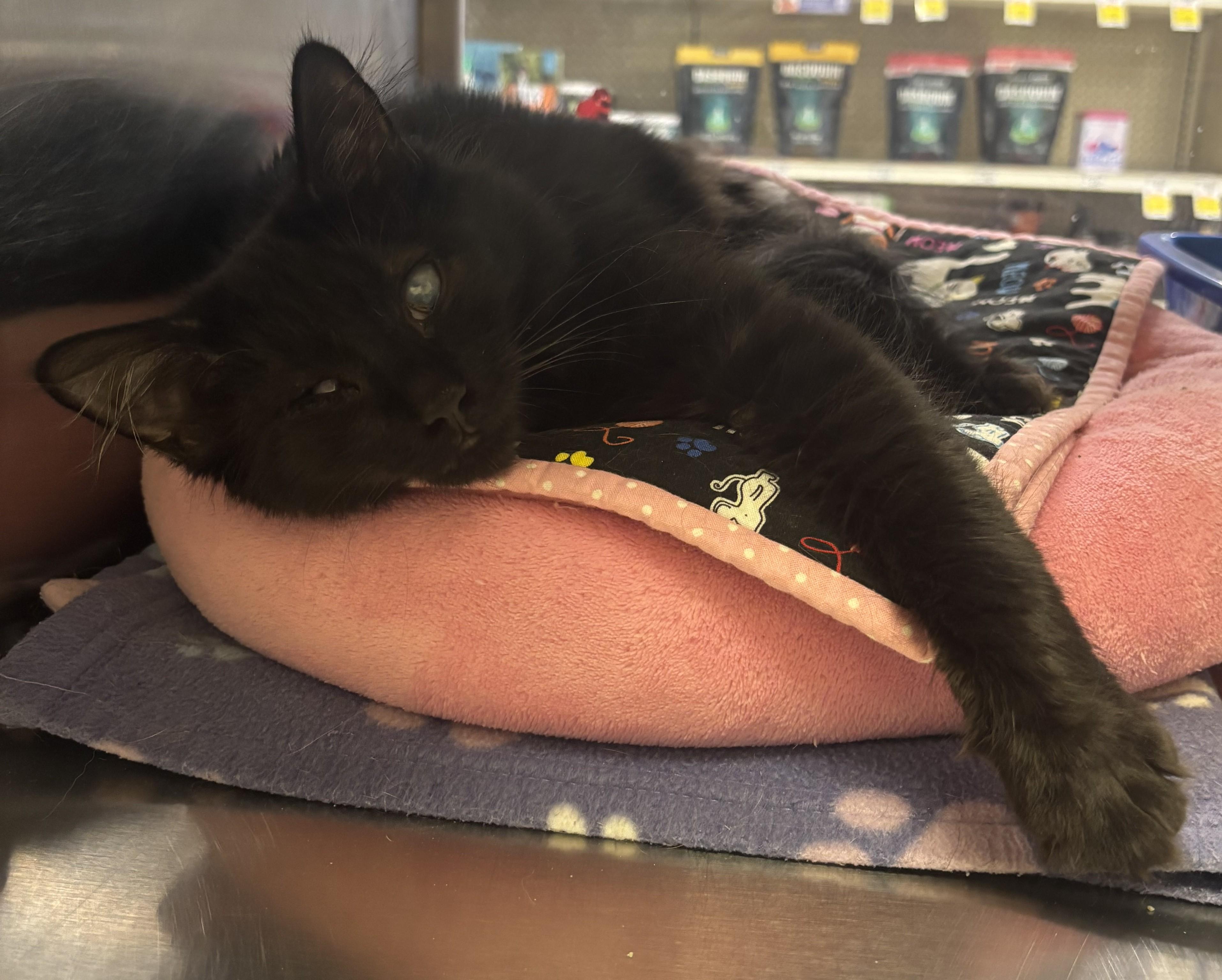 Zuzu, a ADOPTABLE Domestic Long Hair in Dover, DE image 6/6