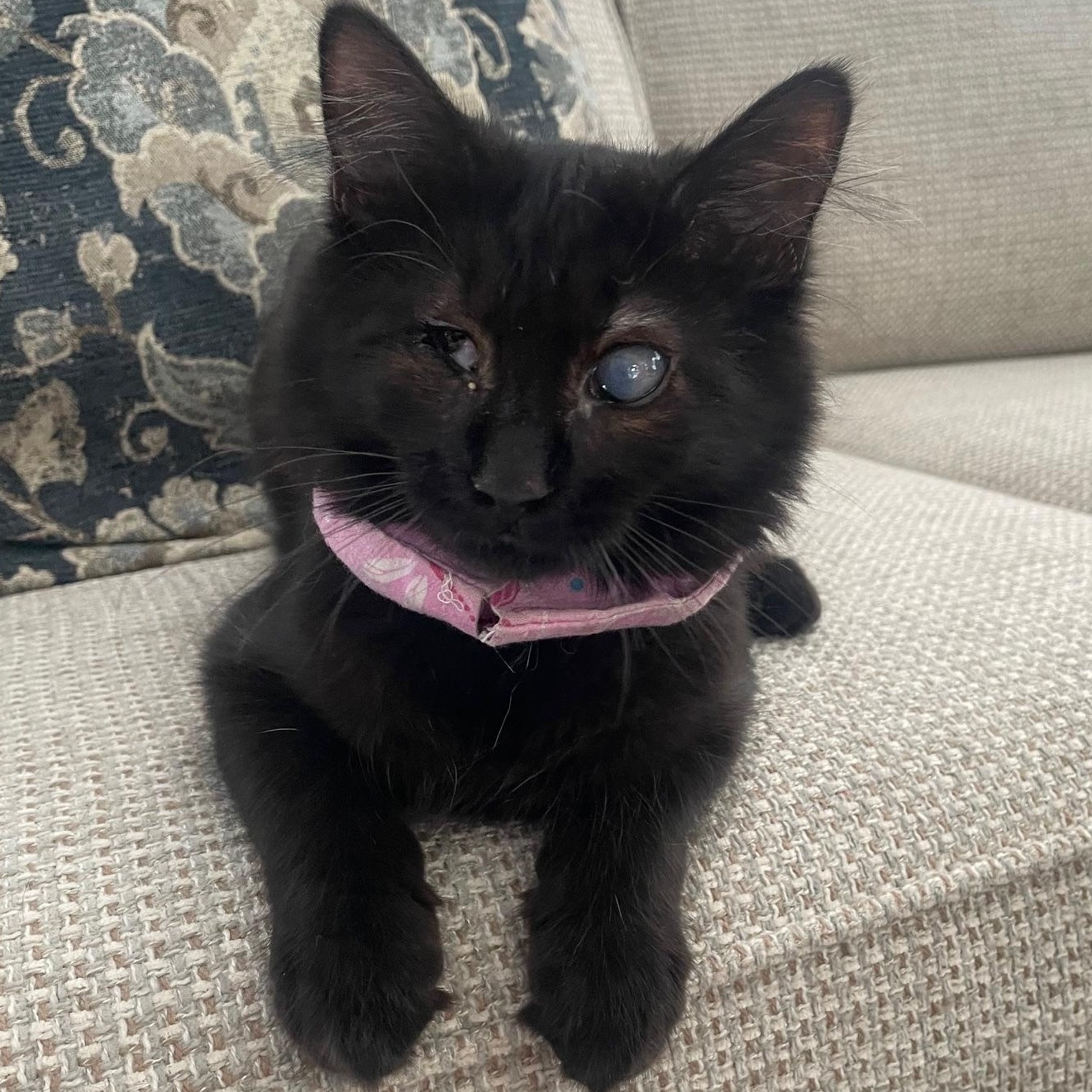 Zuzu, a ADOPTABLE Domestic Long Hair in Dover, DE image 2/6