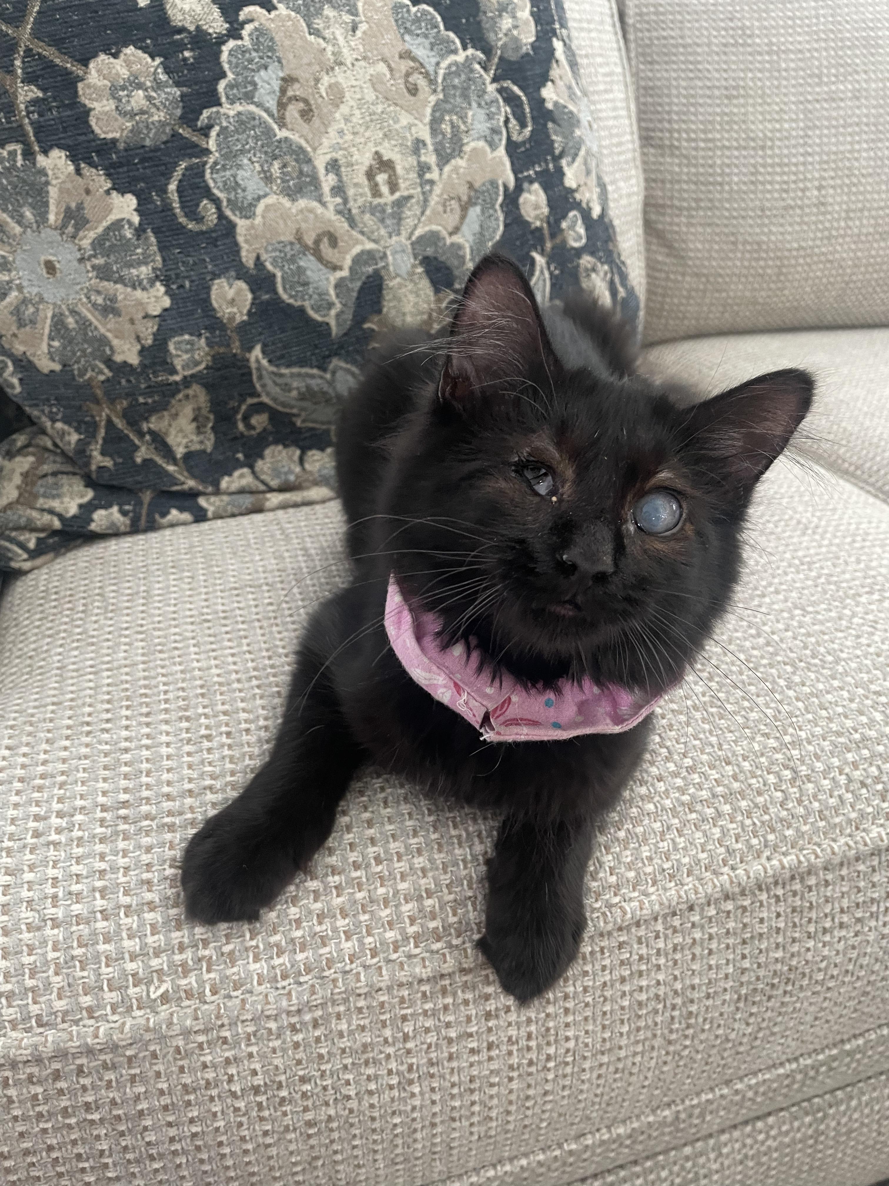 Zuzu, a ADOPTABLE Domestic Long Hair in Dover, DE image 5/6