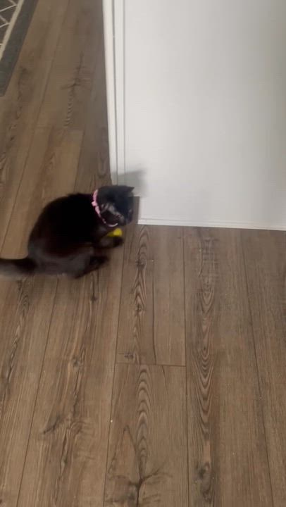 Enlarge Zuzu, a ADOPTABLE Domestic Long Hair in Dover, DE video 4/6