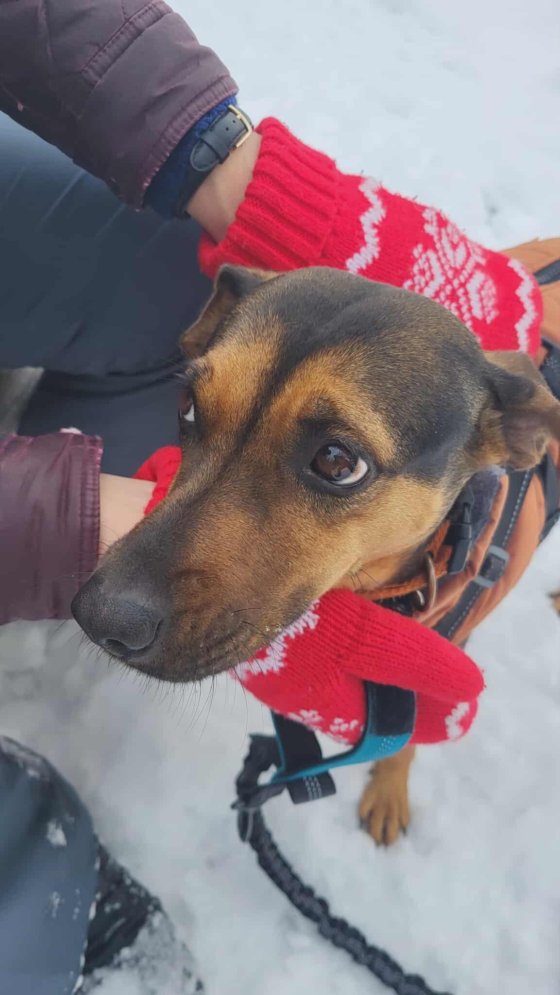 Enlarge Tessa, an adopted mixed breed in St Catharines, ON image 6/6