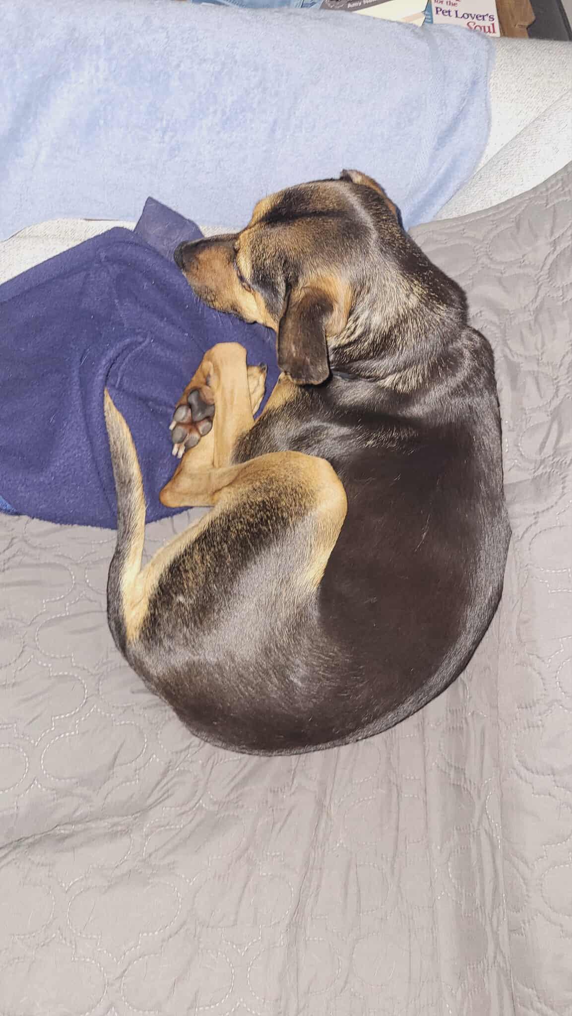 Enlarge Tessa, an adopted mixed breed in St Catharines, ON image 4/6