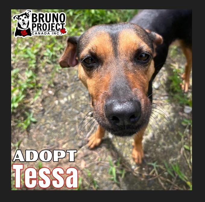 Enlarge Tessa, an adopted mixed breed in St Catharines, ON image 1/6