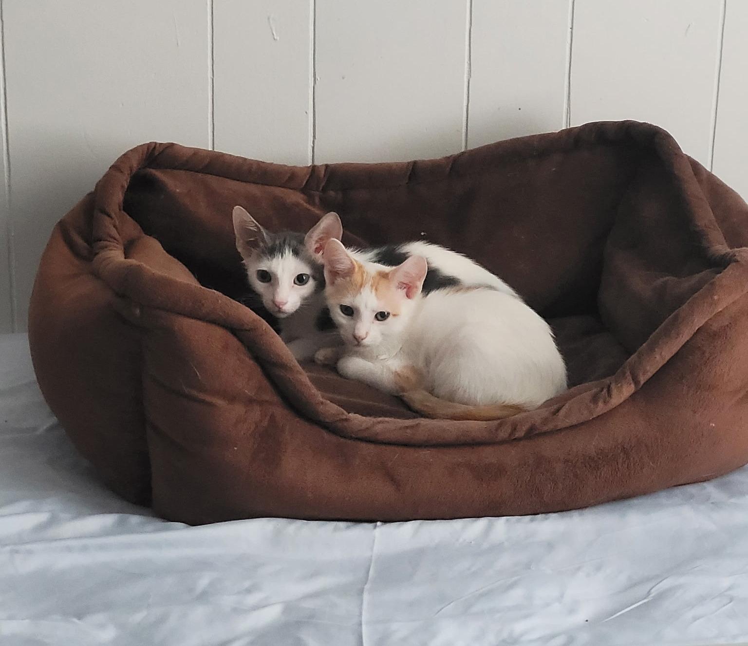 Enlarge Milo & Otis, a Adopted Domestic Short Hair in Fairview Heights, IL image 5/5
