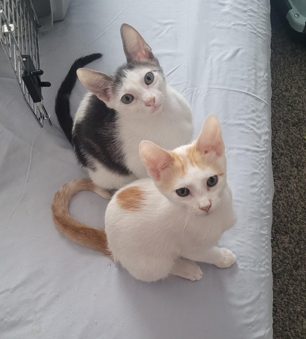 Enlarge Milo & Otis, a Adopted Domestic Short Hair in Fairview Heights, IL image 1/5