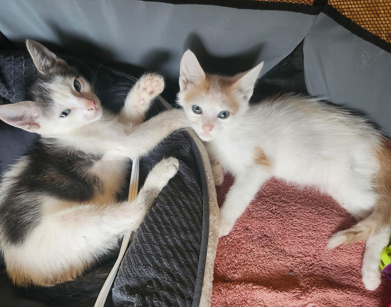 Enlarge Milo & Otis, a Adopted Domestic Short Hair in Fairview Heights, IL image 4/5