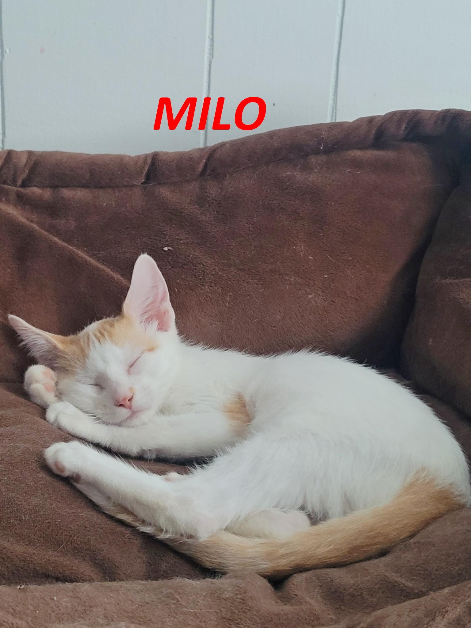 Enlarge Milo & Otis, a Adopted Domestic Short Hair in Fairview Heights, IL image 2/5