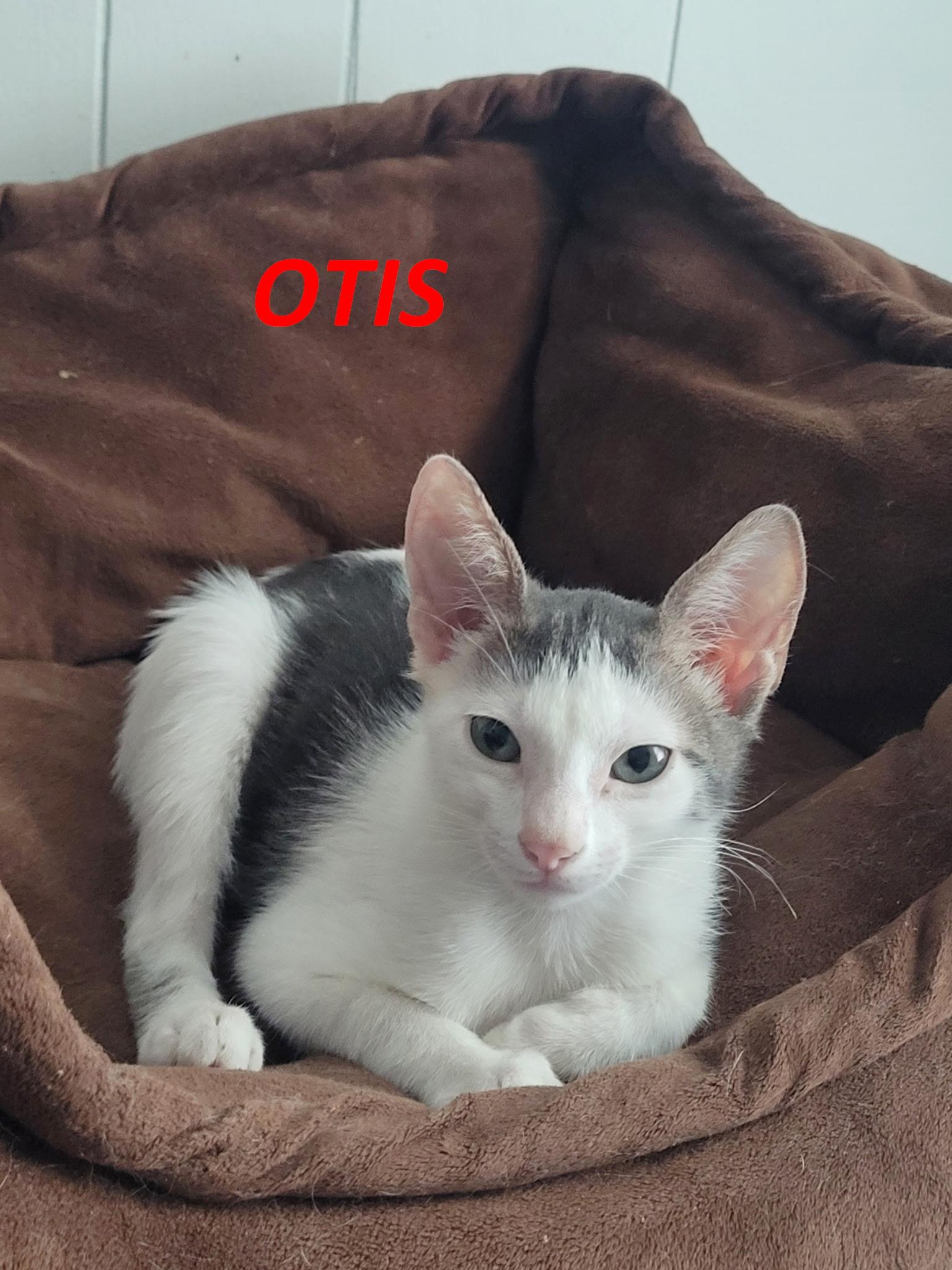 Enlarge Milo & Otis, a Adopted Domestic Short Hair in Fairview Heights, IL image 3/5