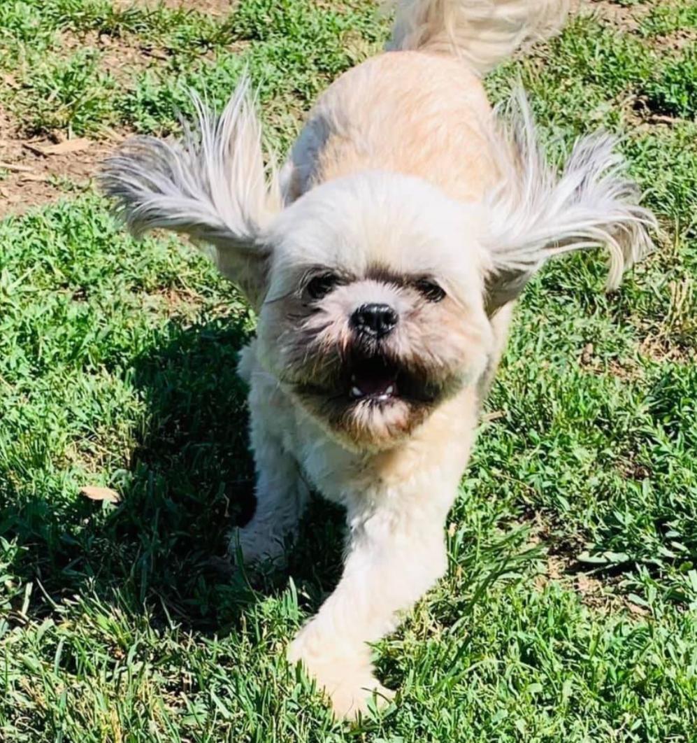 Watson, adopted, Adult Male Shih Tzu & Bichon Frise.