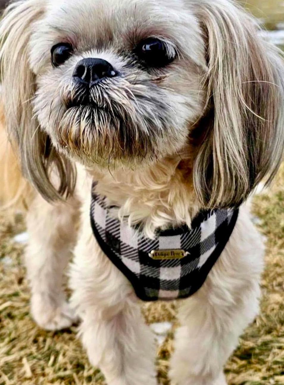 Enlarge Watson, an adopted mixed breed in Brainerd, MN image 2/6