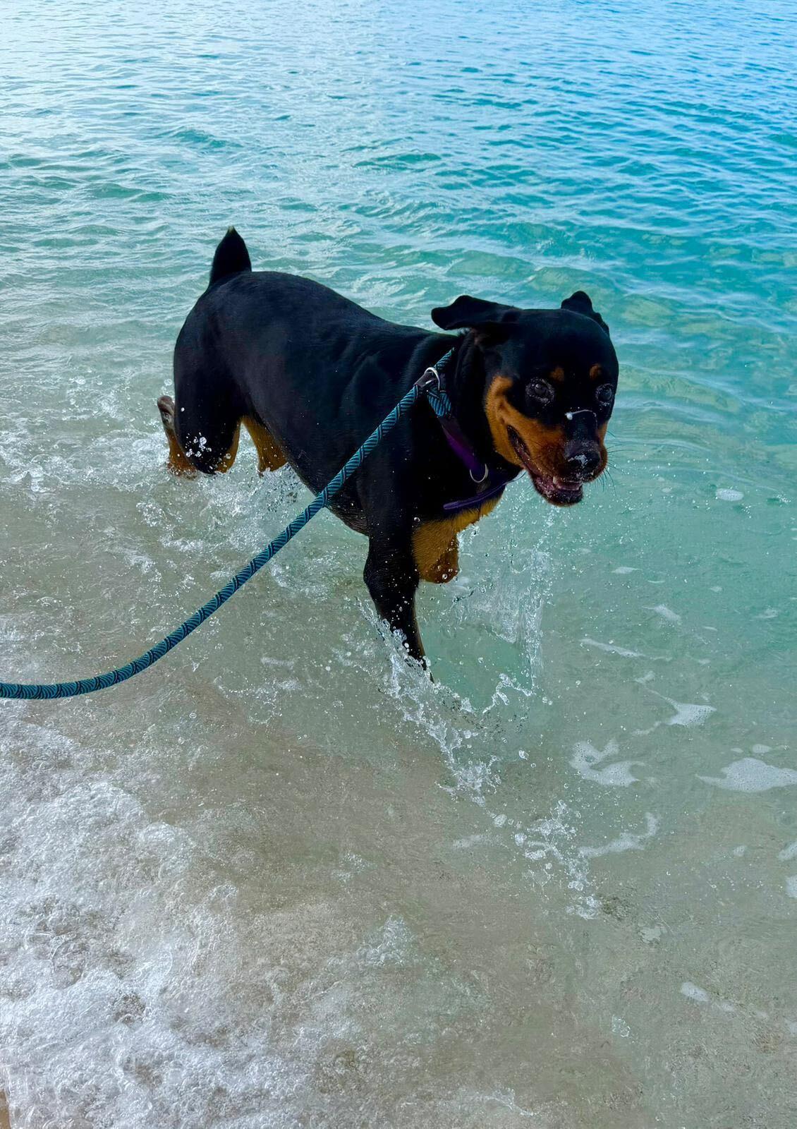 Enlarge Laska, a ADOPTABLE mixed breed in Toronto, ON image 5/5