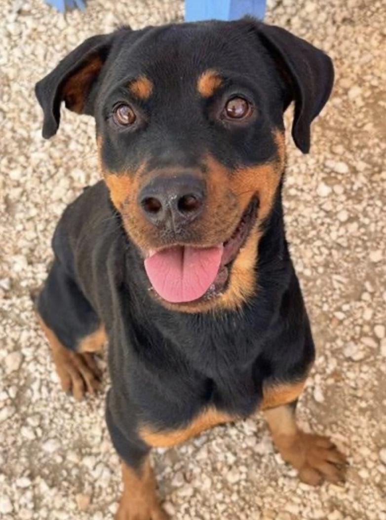 Enlarge Laska, a ADOPTABLE mixed breed in Toronto, ON image 2/5