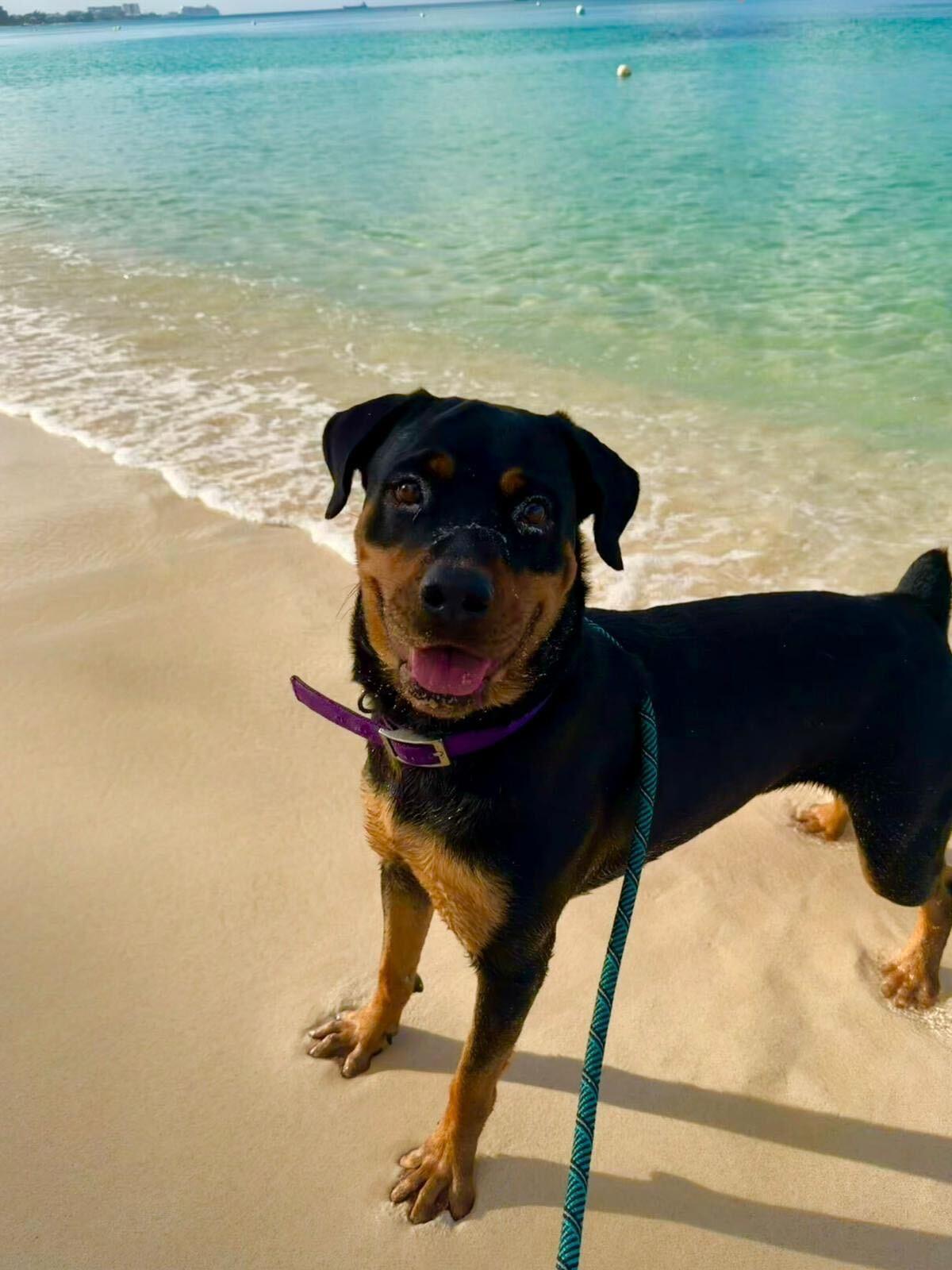 Enlarge Laska, a ADOPTABLE mixed breed in Toronto, ON image 1/5