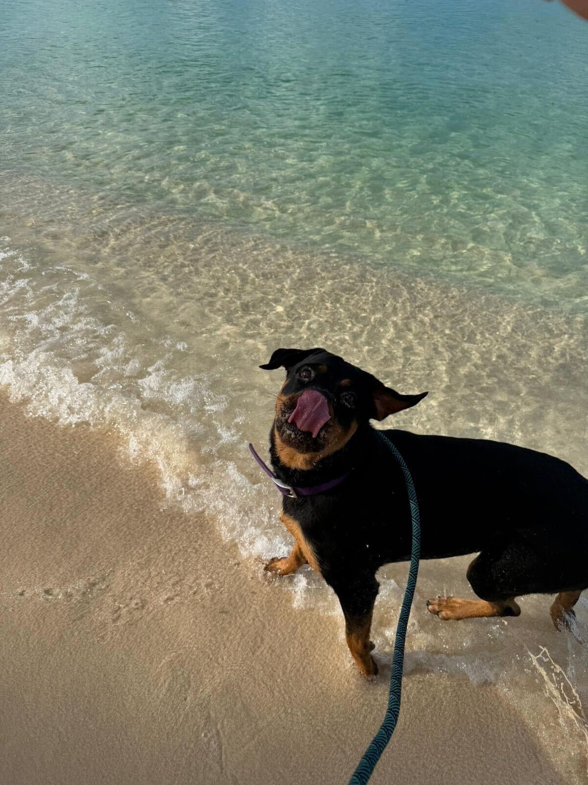 Enlarge Laska, a ADOPTABLE mixed breed in Toronto, ON image 3/5