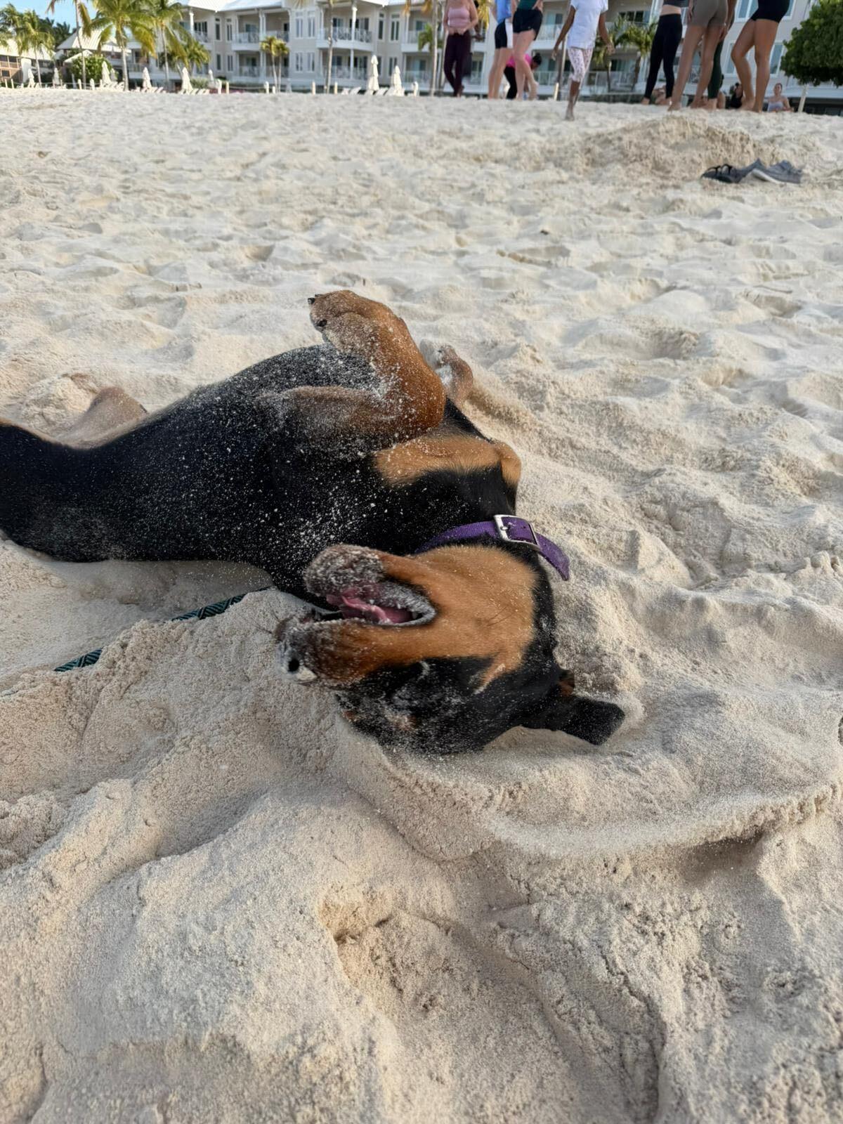 Enlarge Laska, a ADOPTABLE mixed breed in Toronto, ON image 4/5