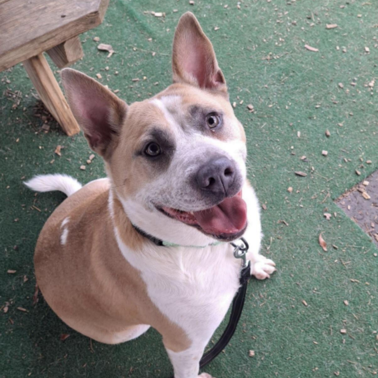 Pickle, a ADOPTABLE mixed breed in Cedarburg, WI image 3/4