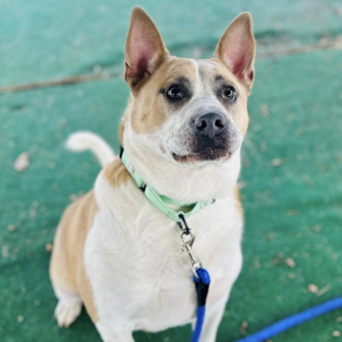 Pickle, a ADOPTABLE mixed breed in Cedarburg, WI image 4/4