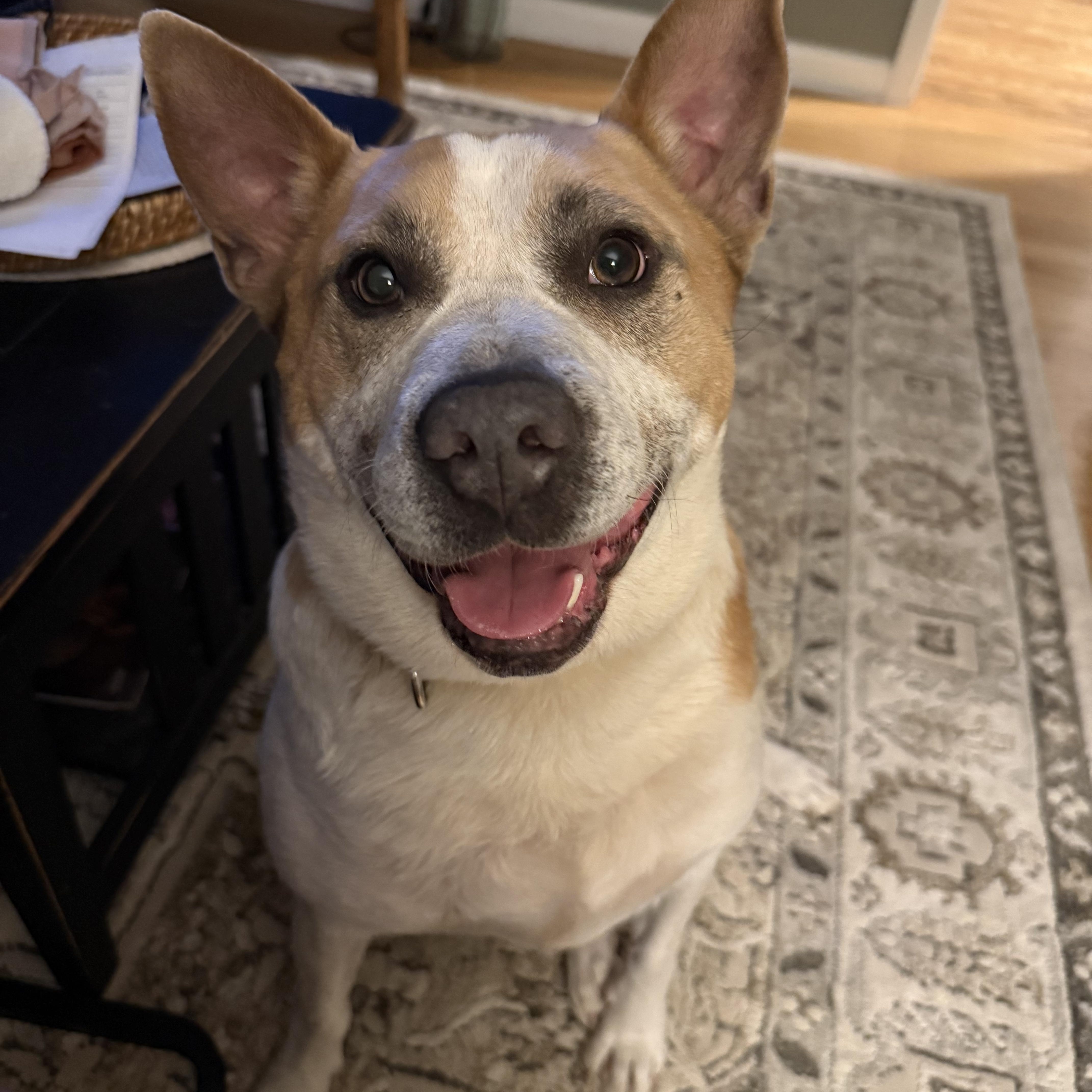 Enlarge Pickle, an adopted mixed breed in Cedarburg, WI image 1/6