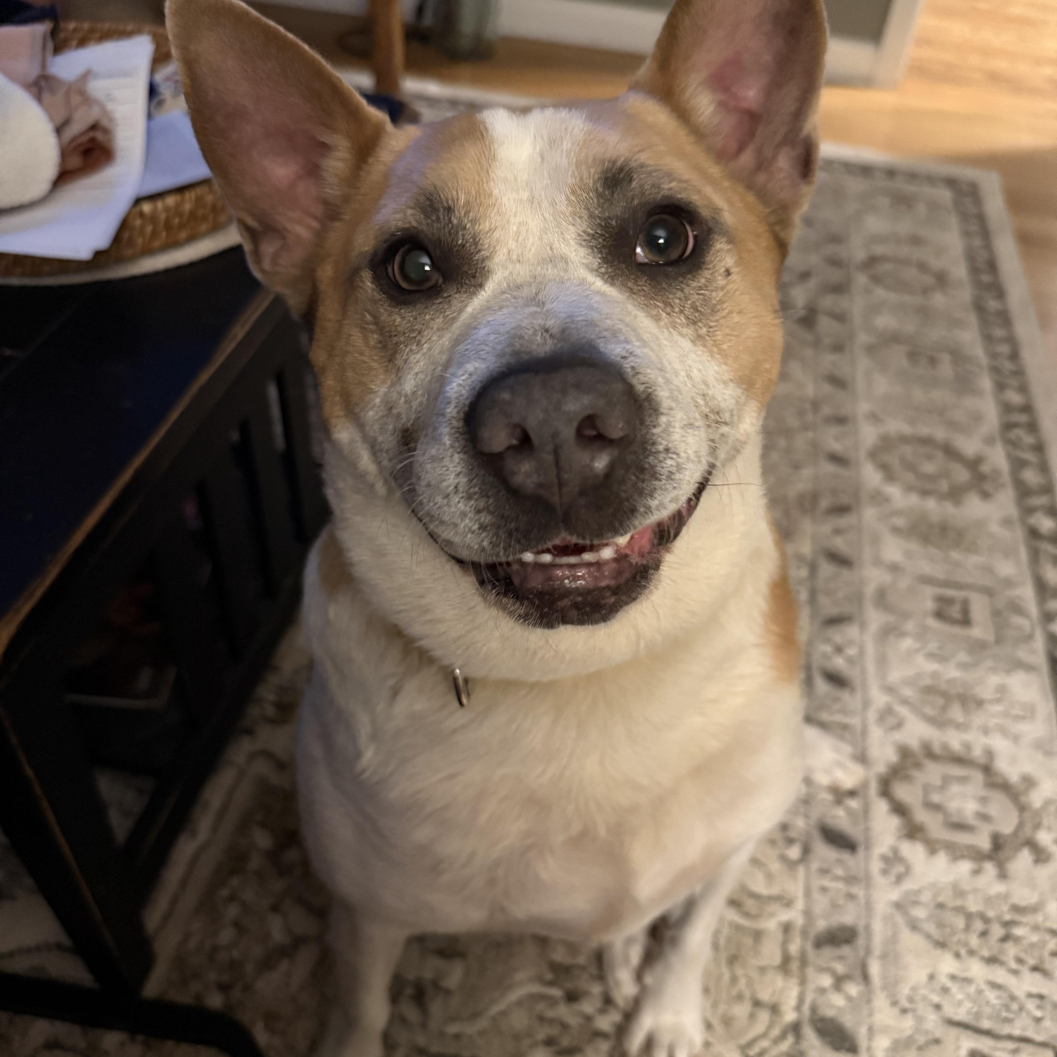 Enlarge Pickle, an adopted mixed breed in Cedarburg, WI image 6/6