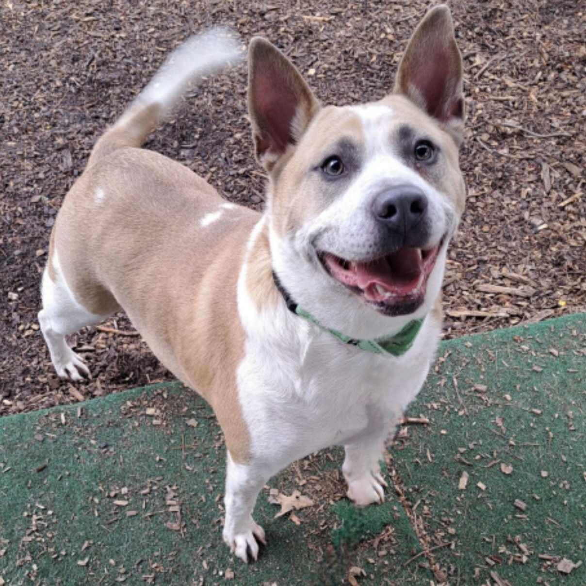 Pickle, ADOPTABLE, Adult Male Australian Cattle Dog / Blue Heeler & American Bully.
